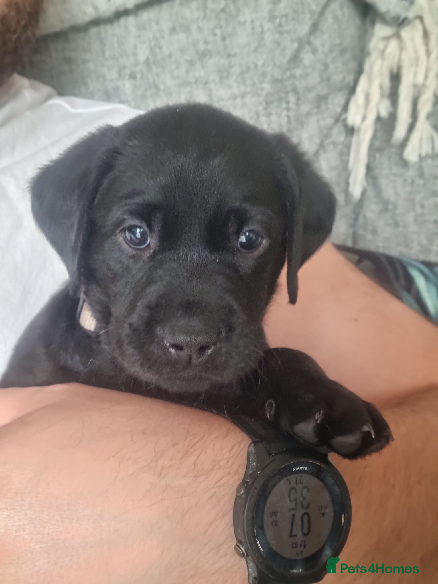 Labrador Retriever dogs Beautiful litter of 8 Black Labrador puppies  - Advert 18