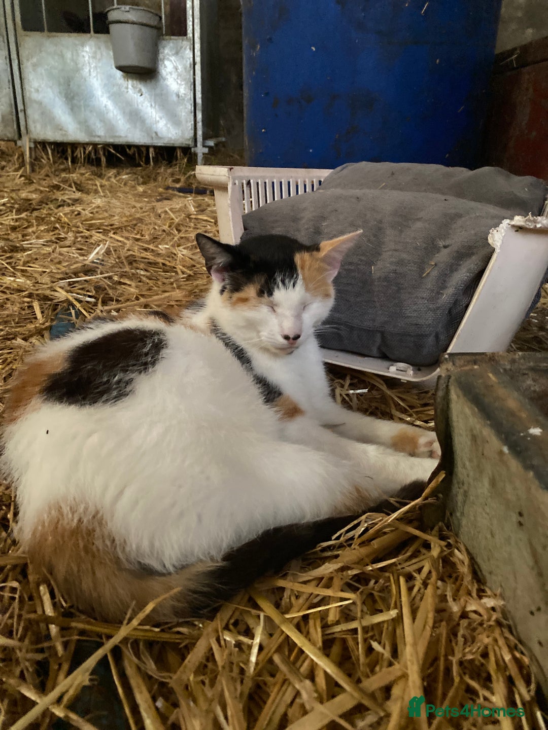 Mixed Breed cats for sale: Adorable bicolour kittens for sale - Image 6