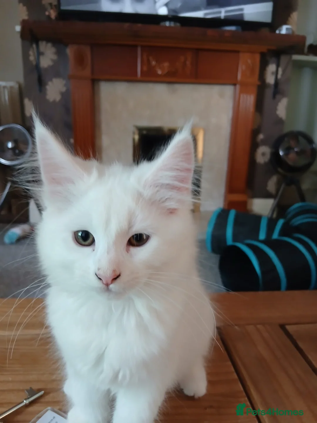 Maine Coon cats for sale: Beautiful Maine Coon kittens for sale - Advert 2