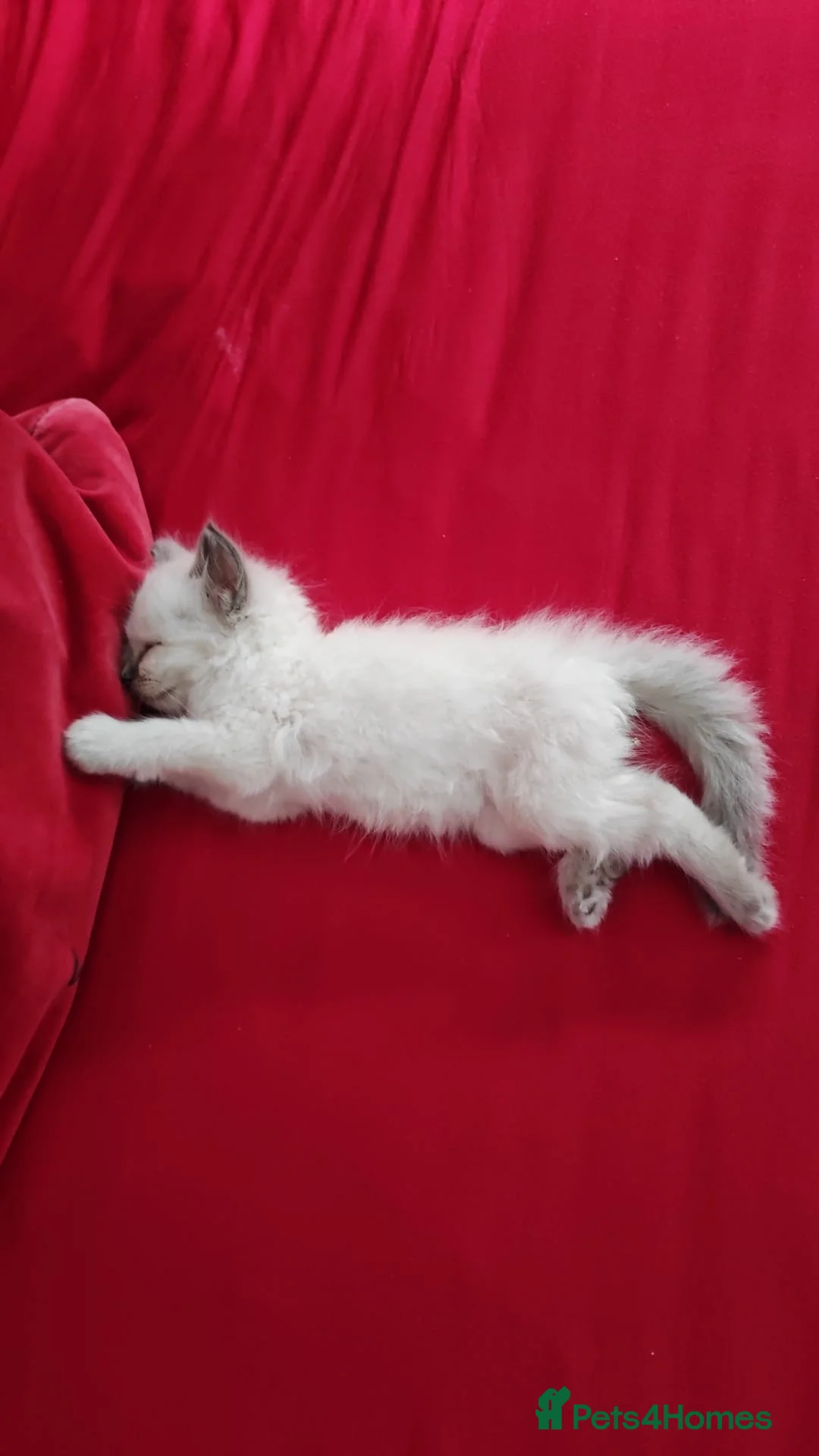Ragdoll cats for sale: Miss Alex in Orpington - Advert 2