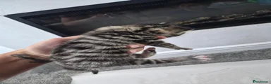 Bengal 6