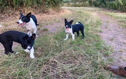 Border Collie dogs for sale: Border collie bitch pup. - Image 2