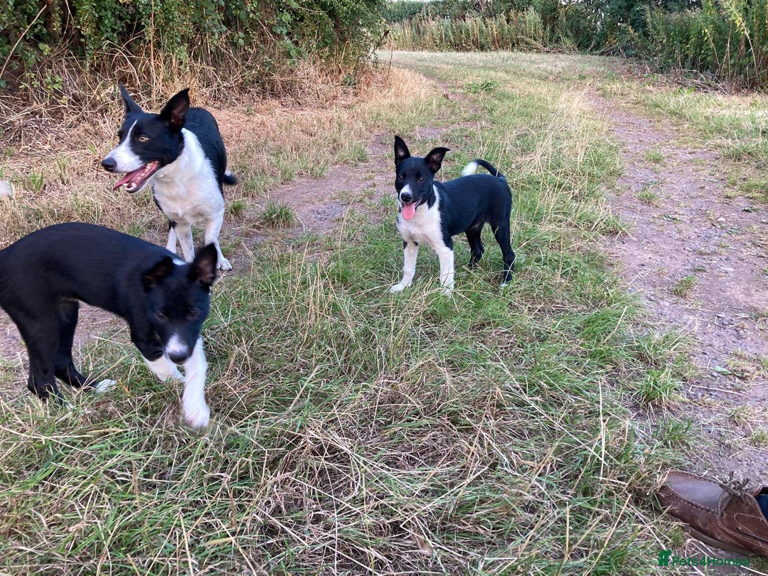 Border Collie dogs for sale: Border collie bitch pup. - Image 2