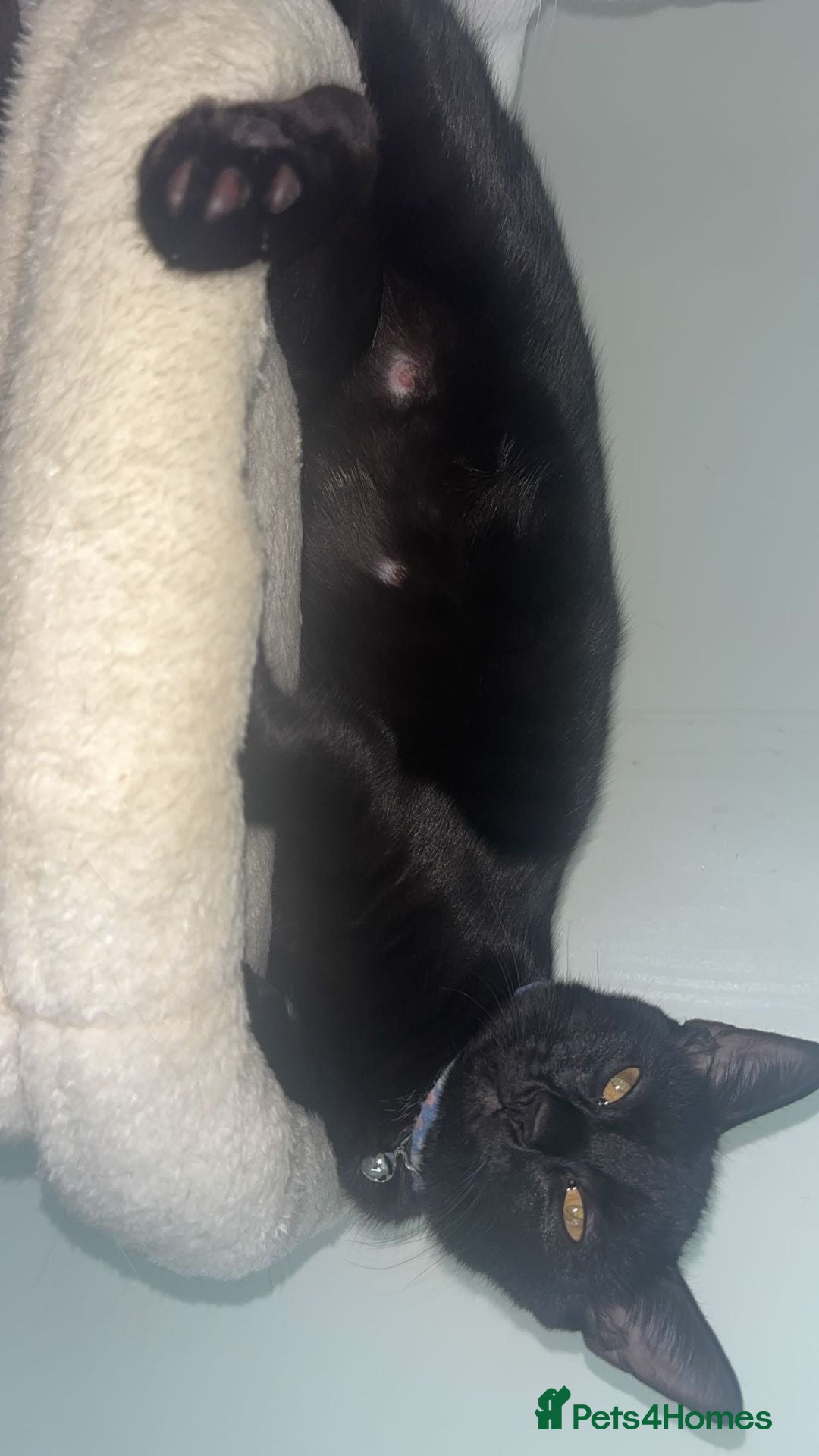 Mixed Breed cats 2 female kittens Bombay X Forest cat - Advert 2