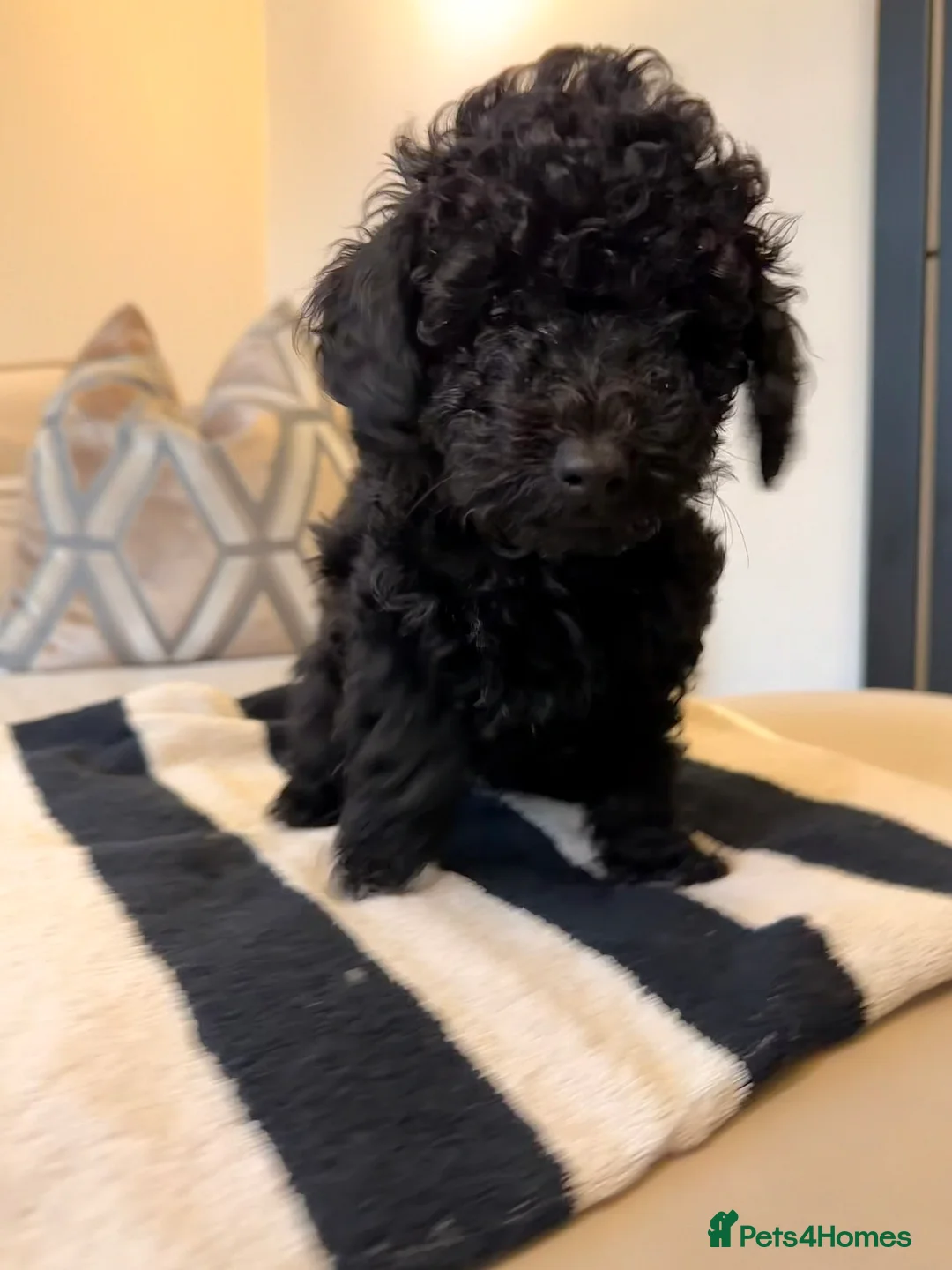 Toy Poodle dogs for sale: Toy Poodle Puppies - READY TO LEAVE - Advert 6