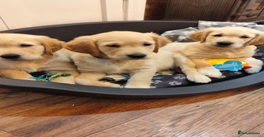 Golden Retriever dogs - Advert 10