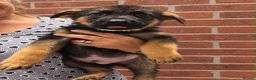 German Shepherd dogs for sale: Stunning Pedigree German Shepherd Puppies!  - Advert 5