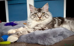 Maine Coon cats for sale: Stunning 9-Month-Old Maine Coon Boy - Image 3