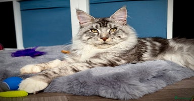 Maine Coon cats - Advert 8