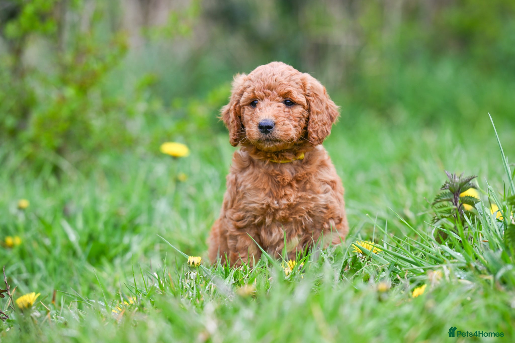 Mini Goldendoodle dogs *Stunning Mini Goldendoodles*   - Advert 1