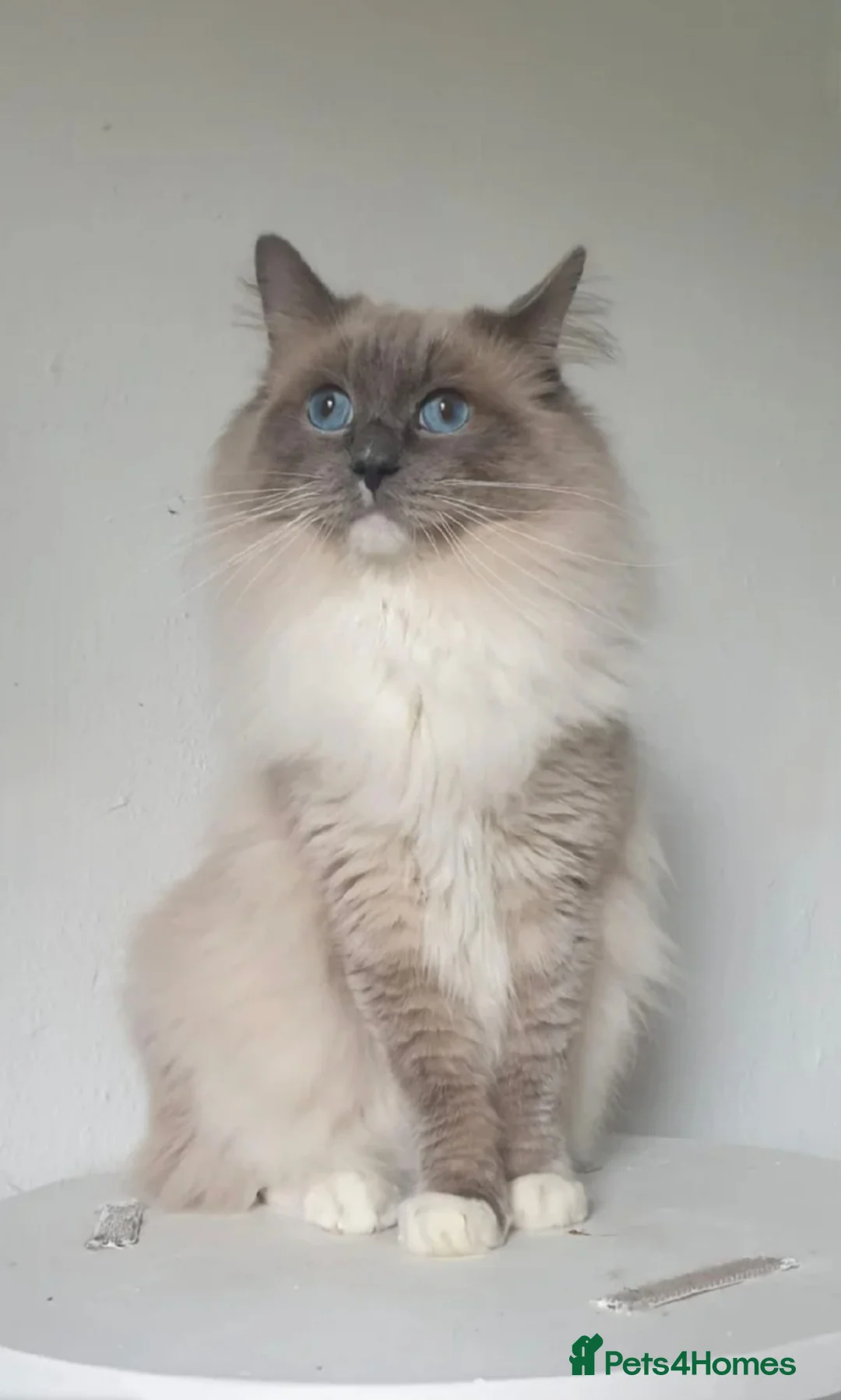Ragdoll cats for stud: ❤️Magnificent GCCF Active Registered Stud❤️ - Advert 3