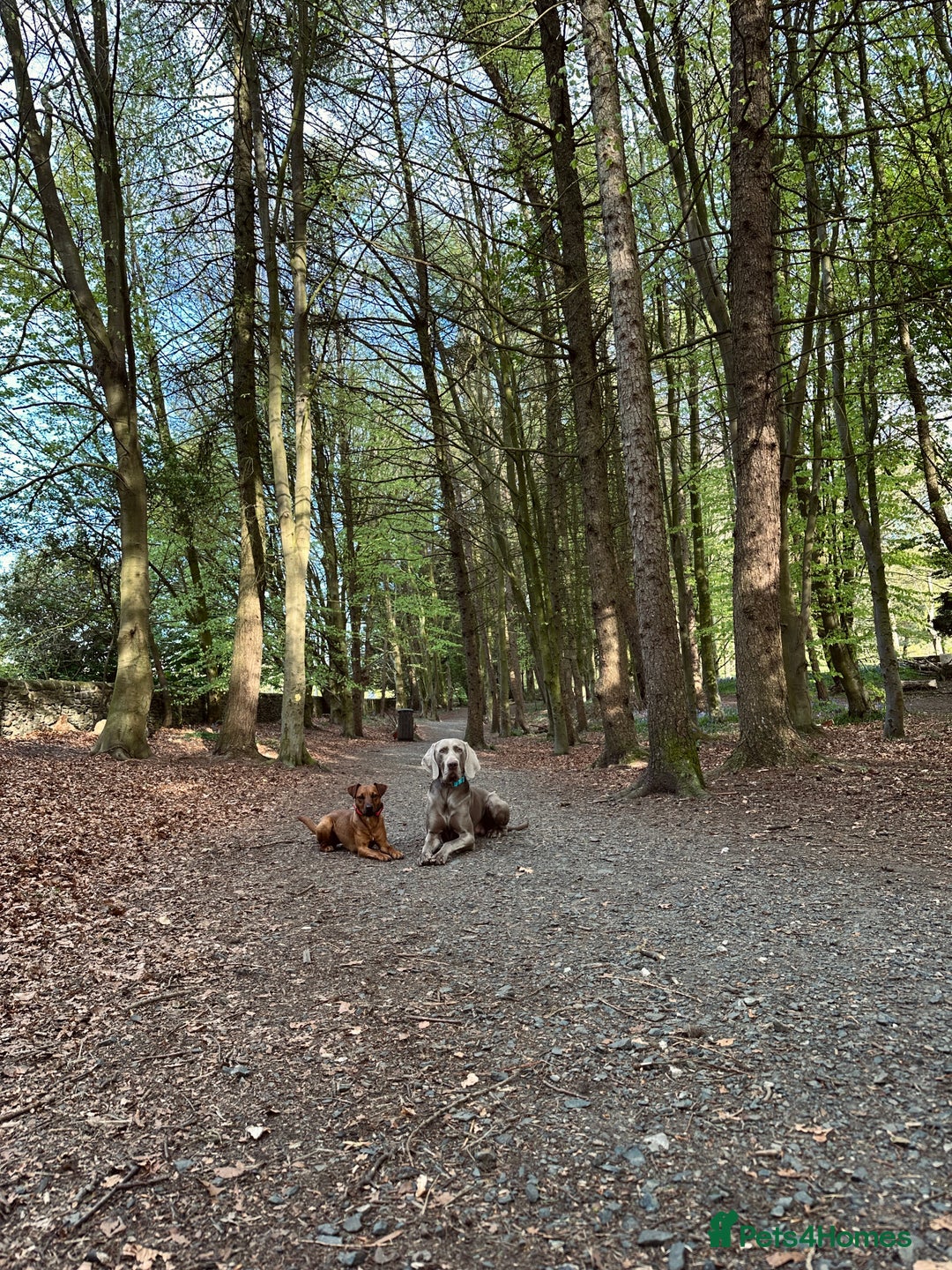 Weimaraner dogs for stud: KC Weimaraner for stud  - Advert 14