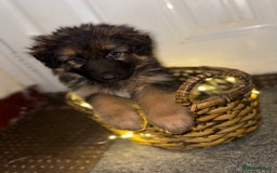 German Shepherd dogs for sale: Gorgeous 10 GSD Puppies Looking For Their Homes - Image 11