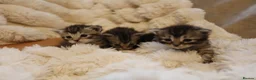 Mixed Breed cats for sale: Adorable mixed kittens for sale - Advert 15