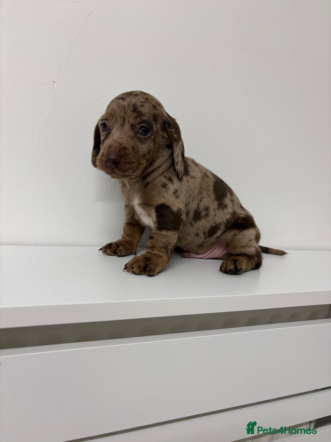 Miniature Dachshund dogs for sale: Miniature dachshund X cocker spaniel puppies  - Advert 2