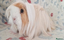 Guinea Pig rodents for sale: BABY GUINEA PIGS AVAILABLE HEREFORDSHIRE  - Image 25