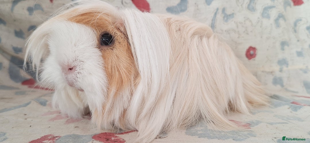Guinea Pig rodents for sale: BABY GUINEA PIGS AVAILABLE HEREFORDSHIRE  - Image 25
