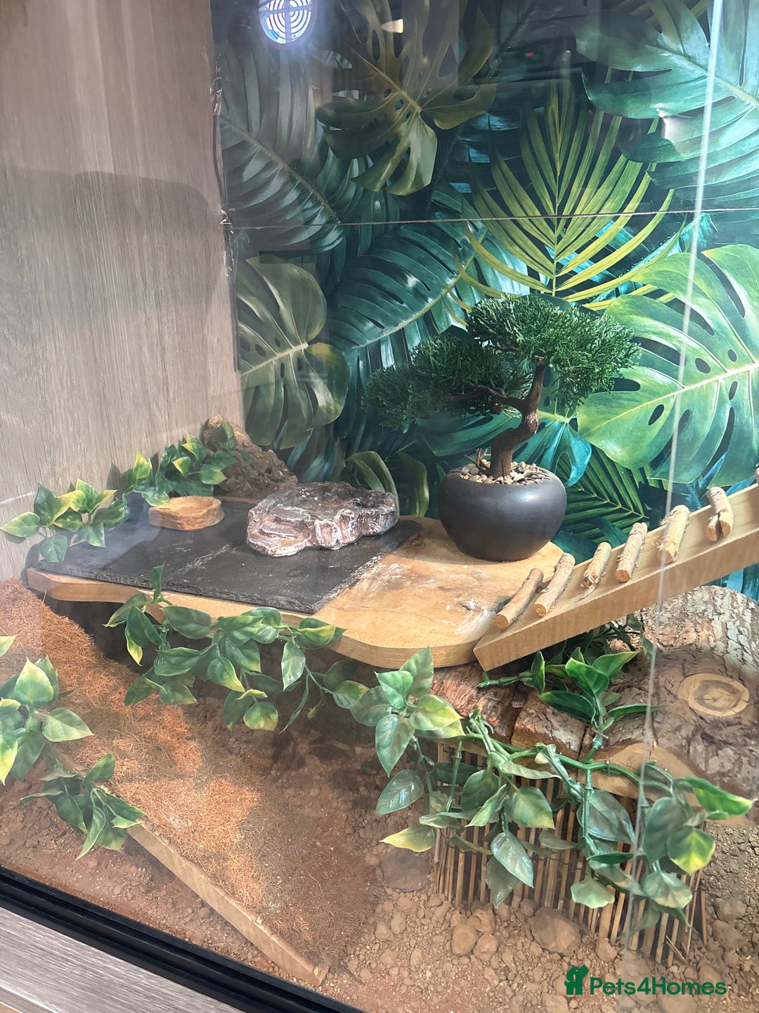 Bearded Dragon reptiles for sale: Female Bearded Dragon - full Luxury Vivarium Setup - Advert 4