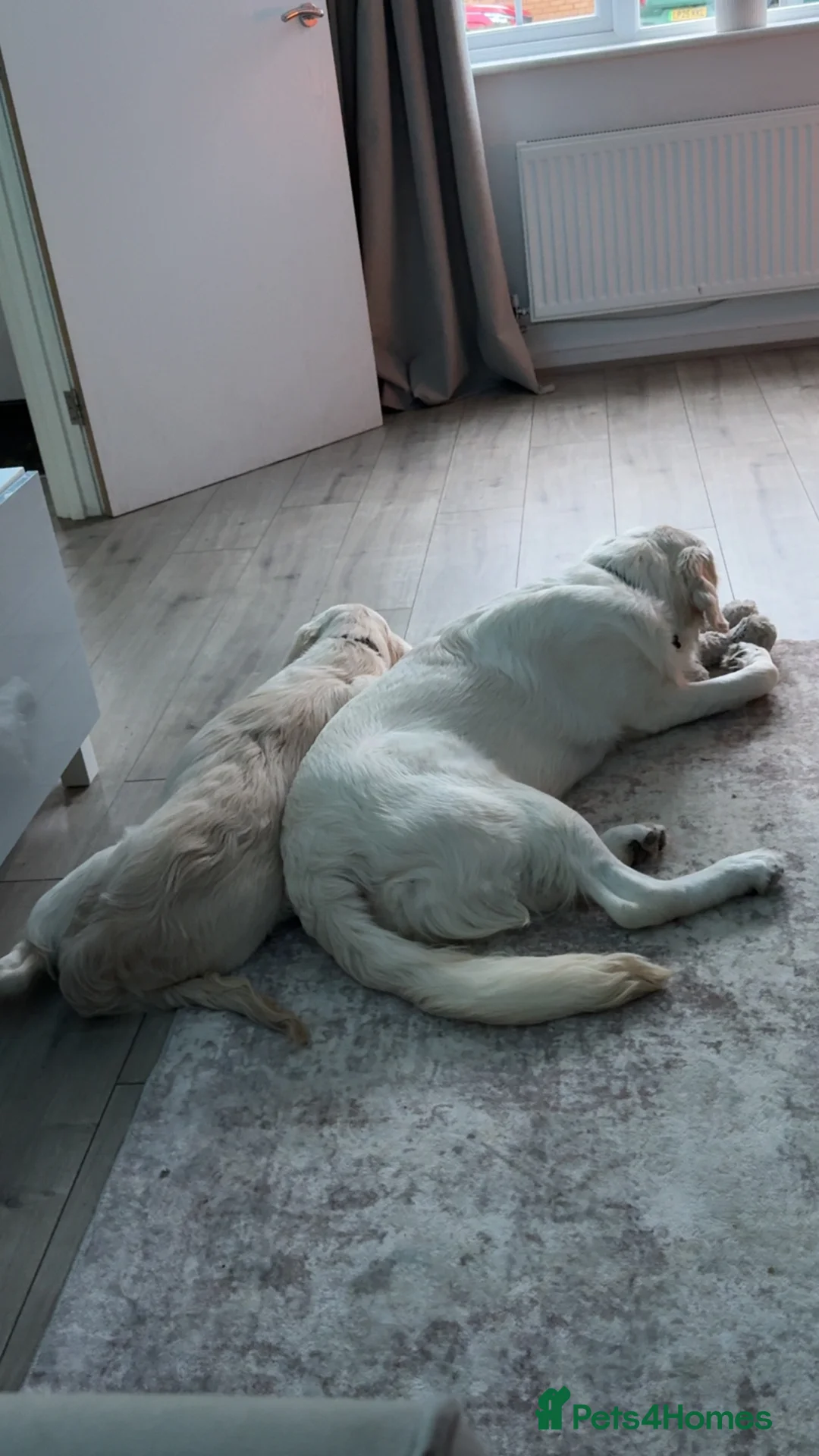 Golden Retriever dogs for sale: 2 Male golden retrievers for rehoming - Advert 24