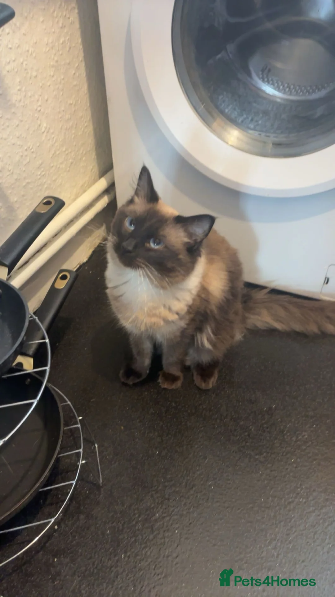 Ragdoll cats for sale: Blue the Ragdoll🐱💙 - Advert 2