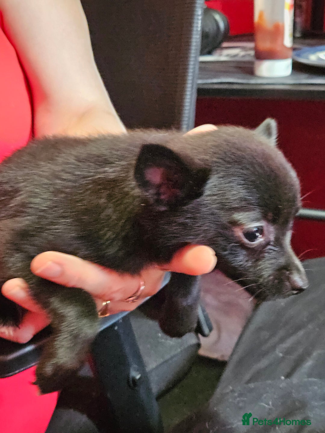 Pomchi dogs for sale: Pomchi puppy girl - Image 1