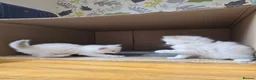 Siberian cats for sale: 4 Siberian Neva Masquerade kittens for seal - Advert 6