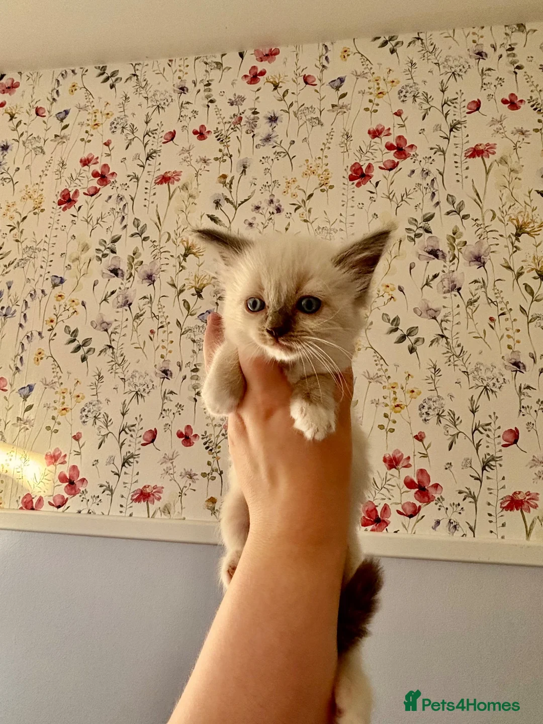Ragdoll cats for sale: Remarkable Ragdolls  - Advert 2
