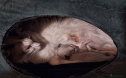 Ragdoll cats for sale: Beautiful female kitten of Ragdoll  - Image 2