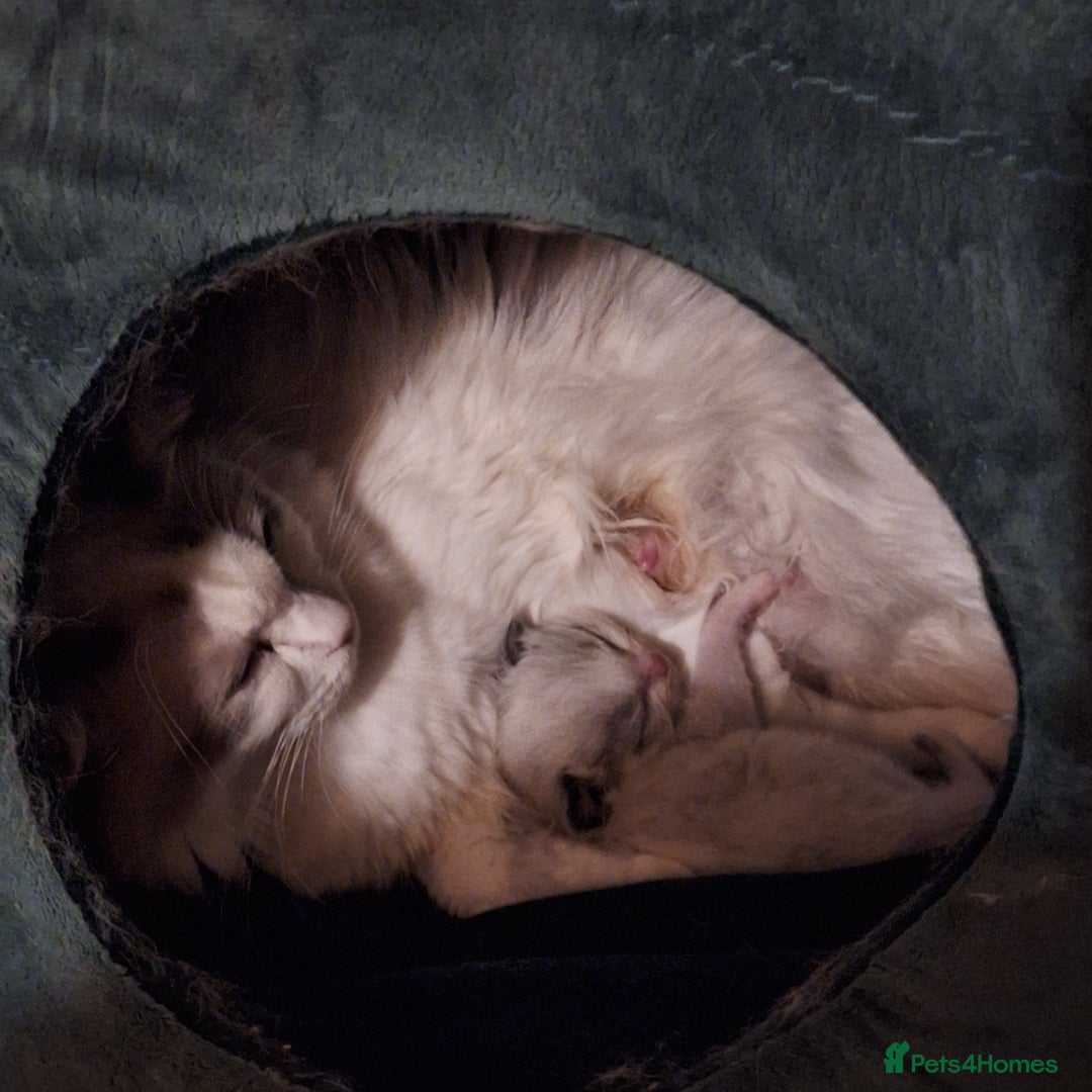Ragdoll cats for sale: Beautiful female kitten of Ragdoll  - Image 2