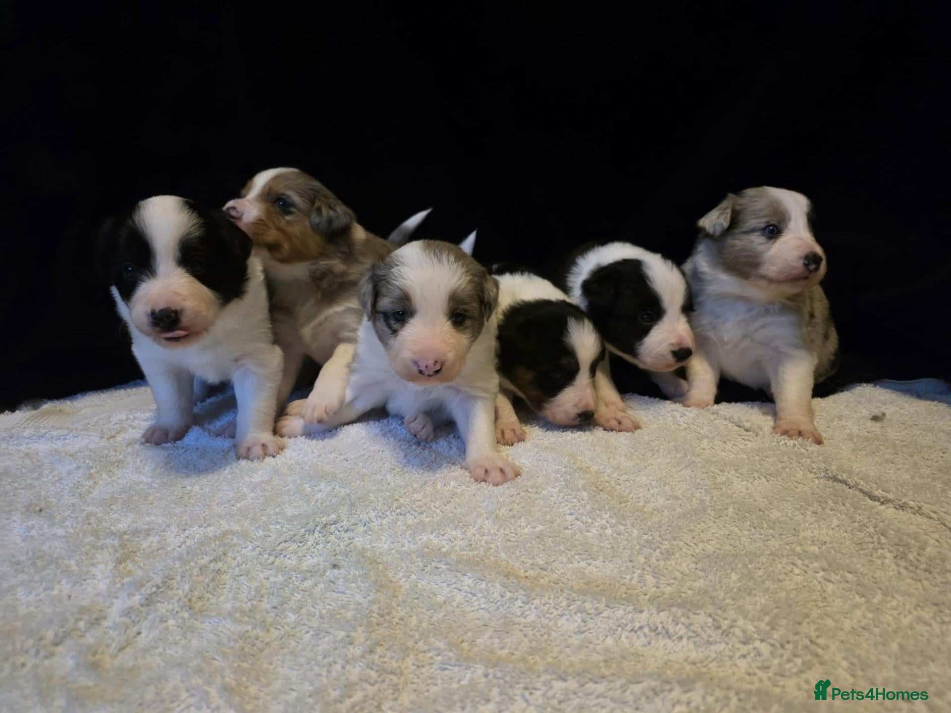 Border Collie dogs for sale: 🐾❤️ Beautiful KC Reg family Collie Puppies  - Advert 1