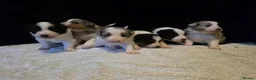 Border Collie dogs for sale: 🐾❤️ Beautiful KC Reg family Collie Puppies  in Shrewsbury - Advert 1