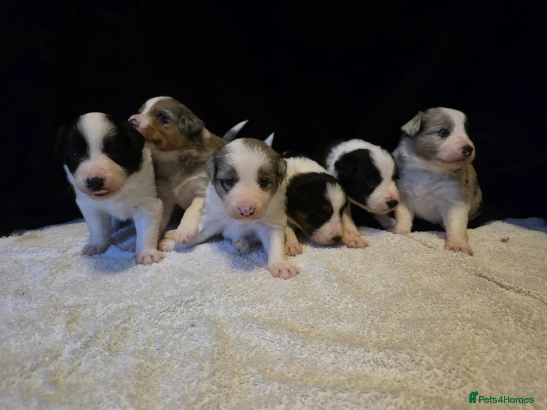 Border Collie dogs for sale: 🐾❤️ Beautiful KC Reg family Collie Puppies  in Shrewsbury - Advert 1