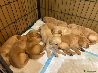 Goldador dogs Exceptional Goldadoor puppies! - Advert 10