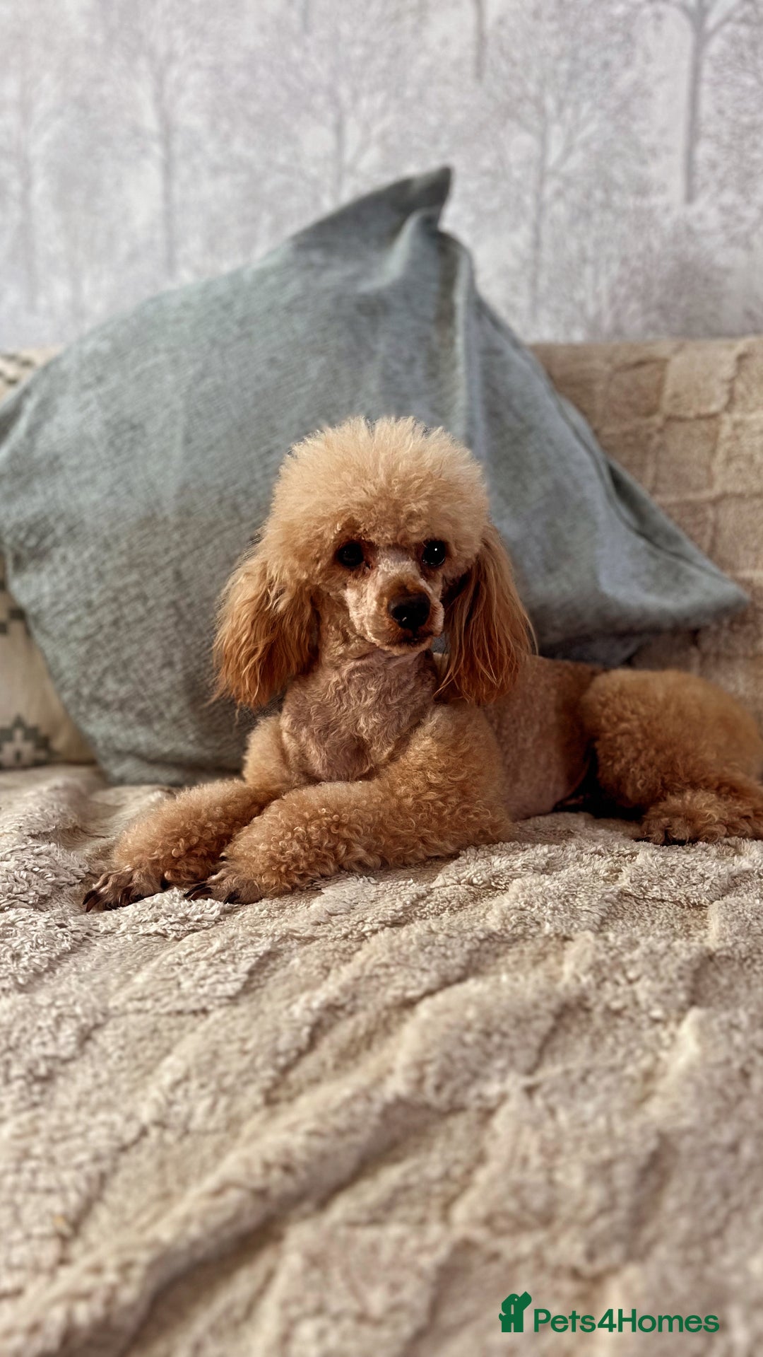 Toy Poodle dogs for stud: KC DNA Health Tested Red Toy Poodle Stud in Worcester - Advert 2