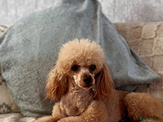 Toy Poodle dogs KC DNA Health Tested Red Toy Poodle Stud in Worcester - Advert 20