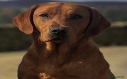Labrador Retriever dogs for sale: ❤️ 🐾 KC registered Fox Red Labrador Pups, Angus - Image 12