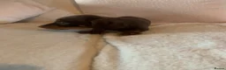 Dachshund dogs for sale: 5 dachund puppies for sale 2 boys 3 girls - Advert 20