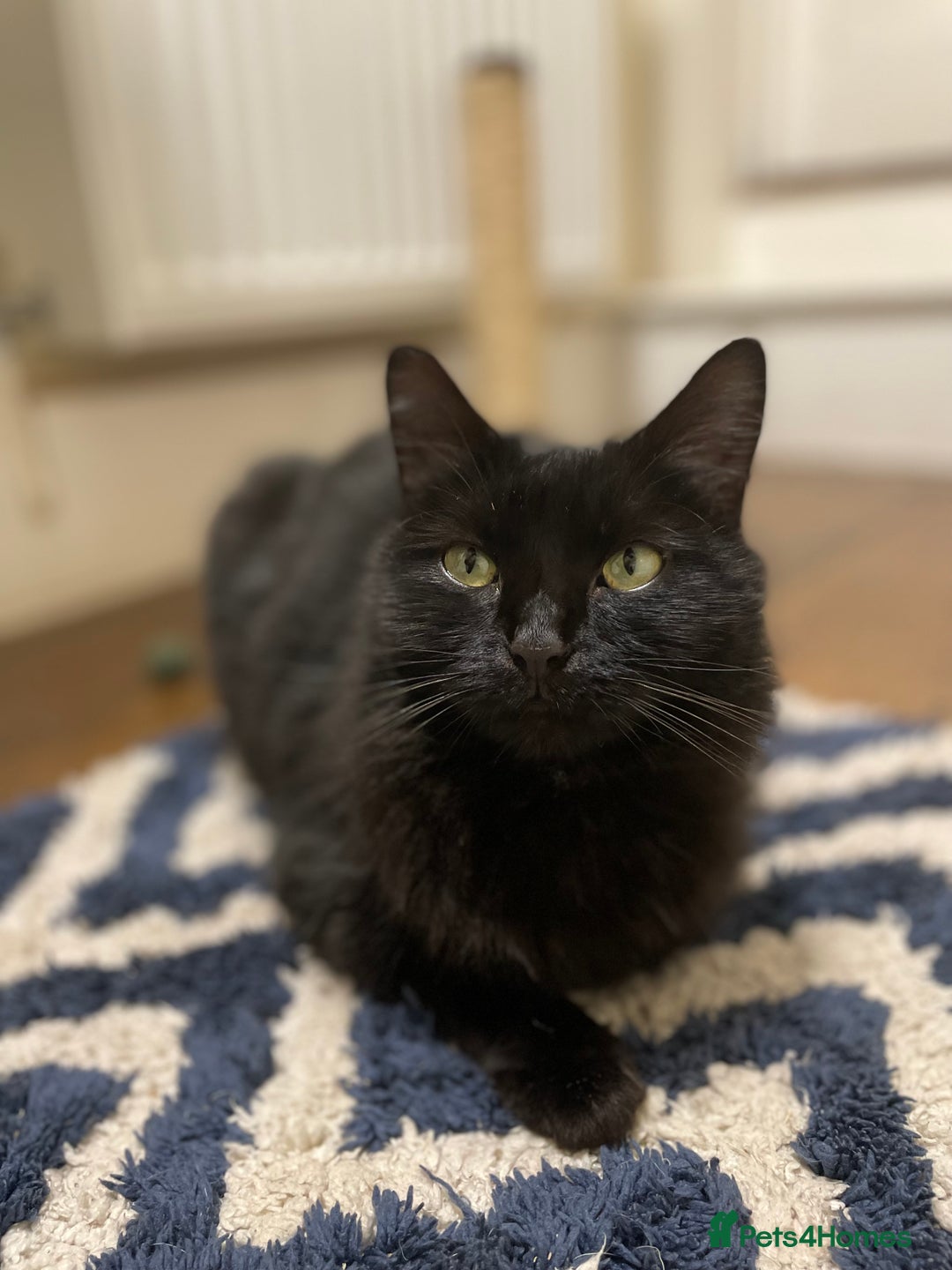 Domestic Shorthair cats for adoption: Zara, 4 year old female neutered  - Advert 6