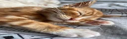 Mixed Breed cats for sale: 3 year old Male cat - Advert 4