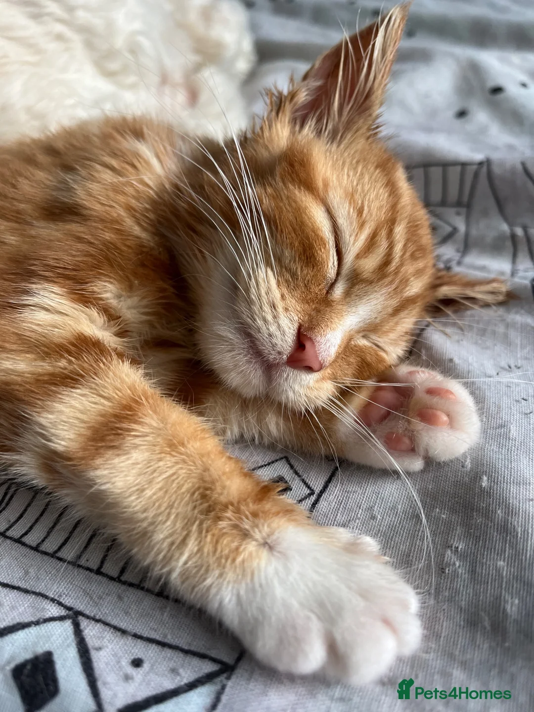 Mixed Breed cats for sale: 3 year old Male cat - Advert 4