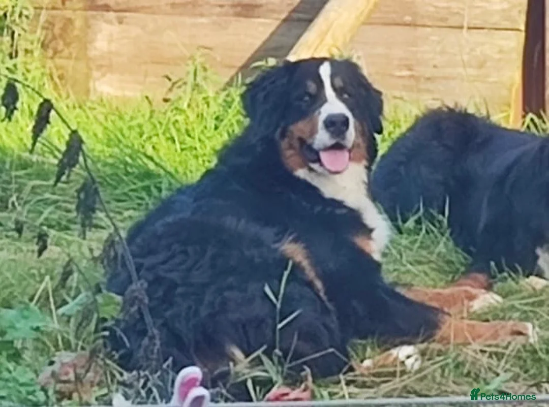 Bernese Mountain Dog dogs for sale: Adorable Bernese Mountain Dog  - Advert 6