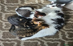 Mixed Breed cats for sale: 3 Beautiful kittens looking for home - Image 13