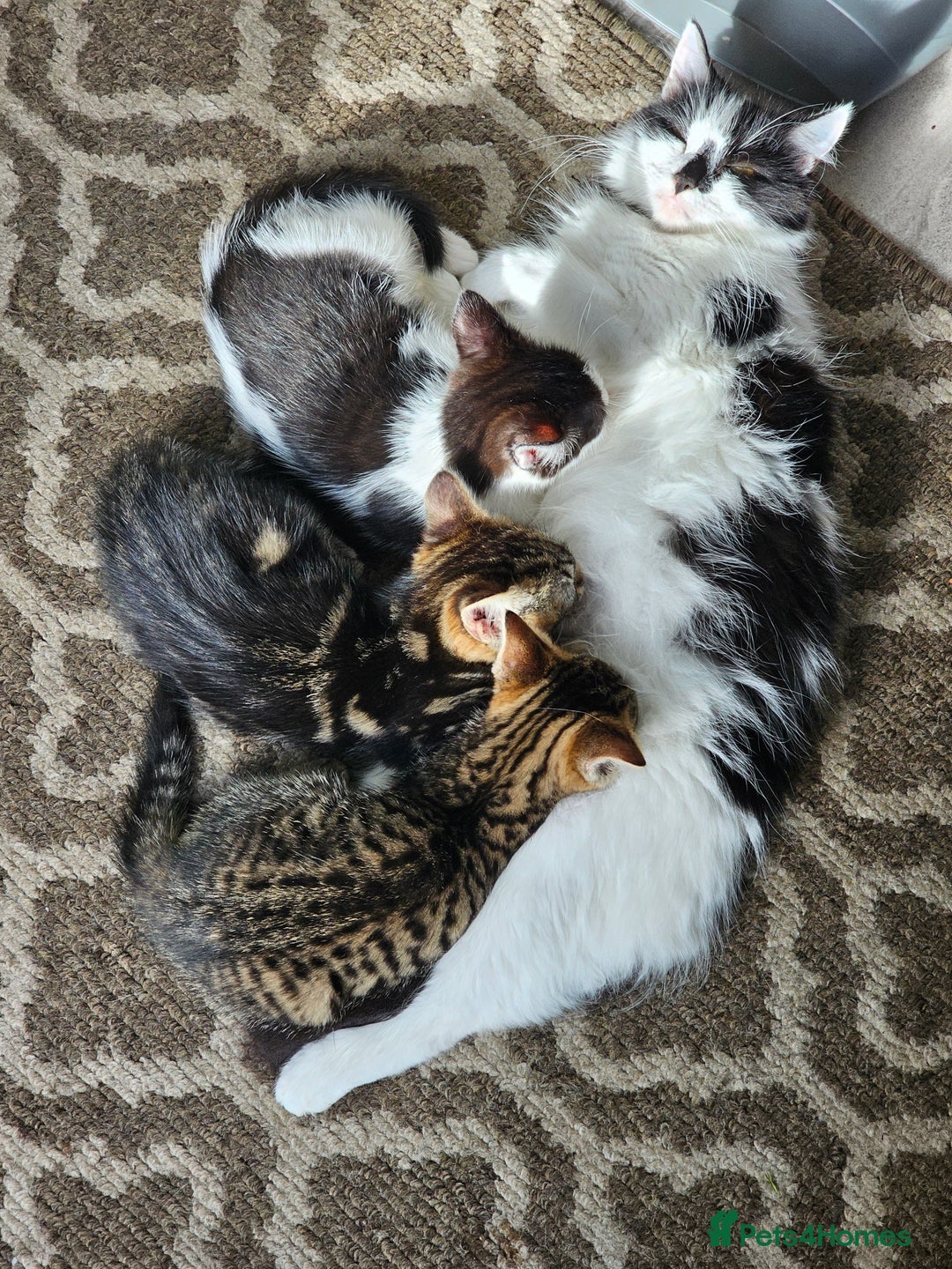 Mixed Breed cats for sale: 3 Beautiful kittens looking for home - Image 13