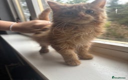 British Longhair cats for sale: 1 male and 1 female 15 week old kittens - Image 9
