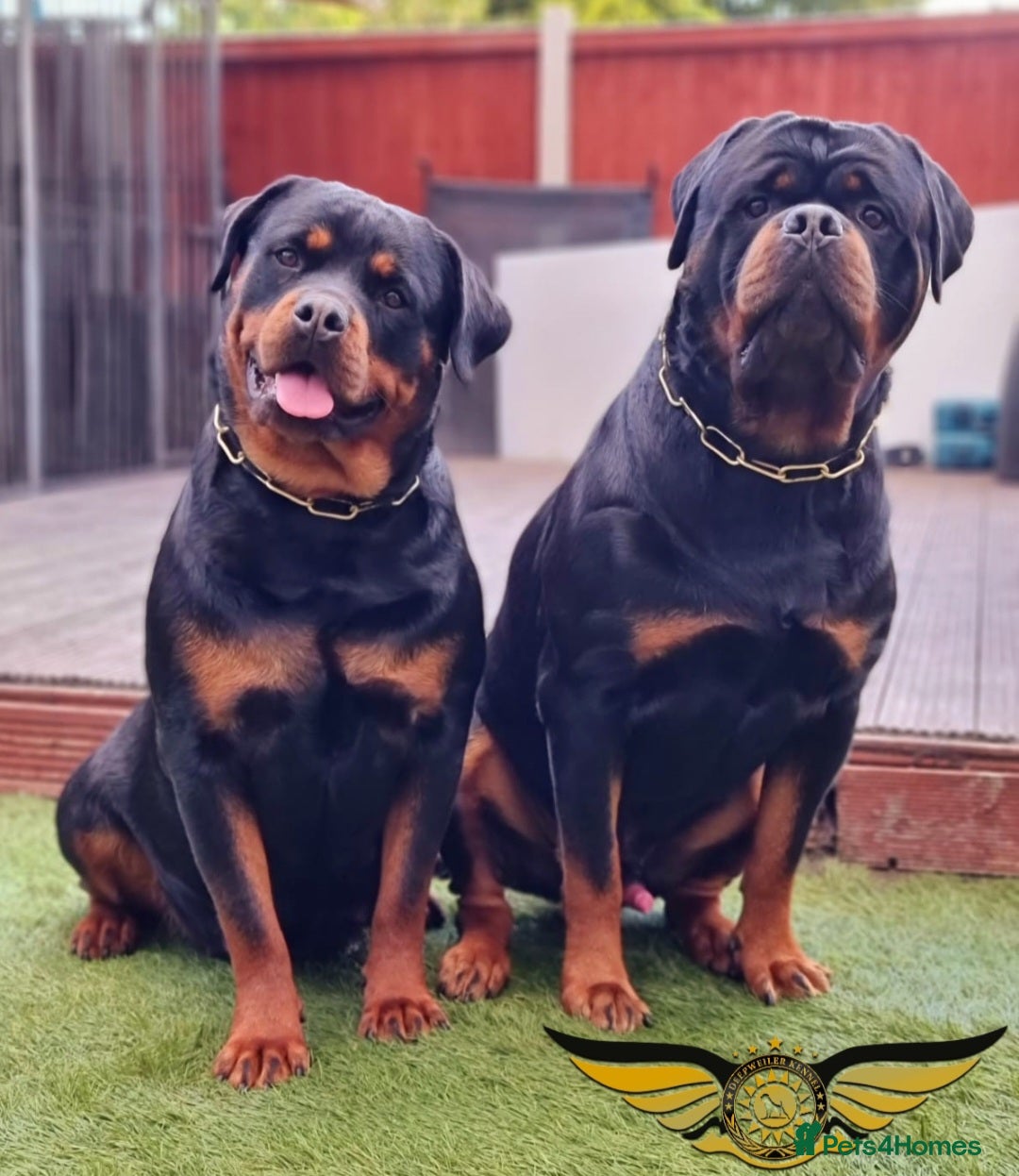 Rottweiler dogs BEAUTIFUL FEMALE ROTTWEILER PUPPIES x3 FULL KC  - Advert 4