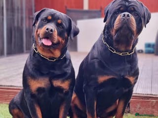 Rottweiler dogs BEAUTIFUL ROTTWEILER PUPPIES FULL KC SHOW QUALITY - Advert 6