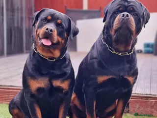Rottweiler dogs BEAUTIFUL ROTTWEILER PUPPIES FULL KC SHOW QUALITY - Advert 7