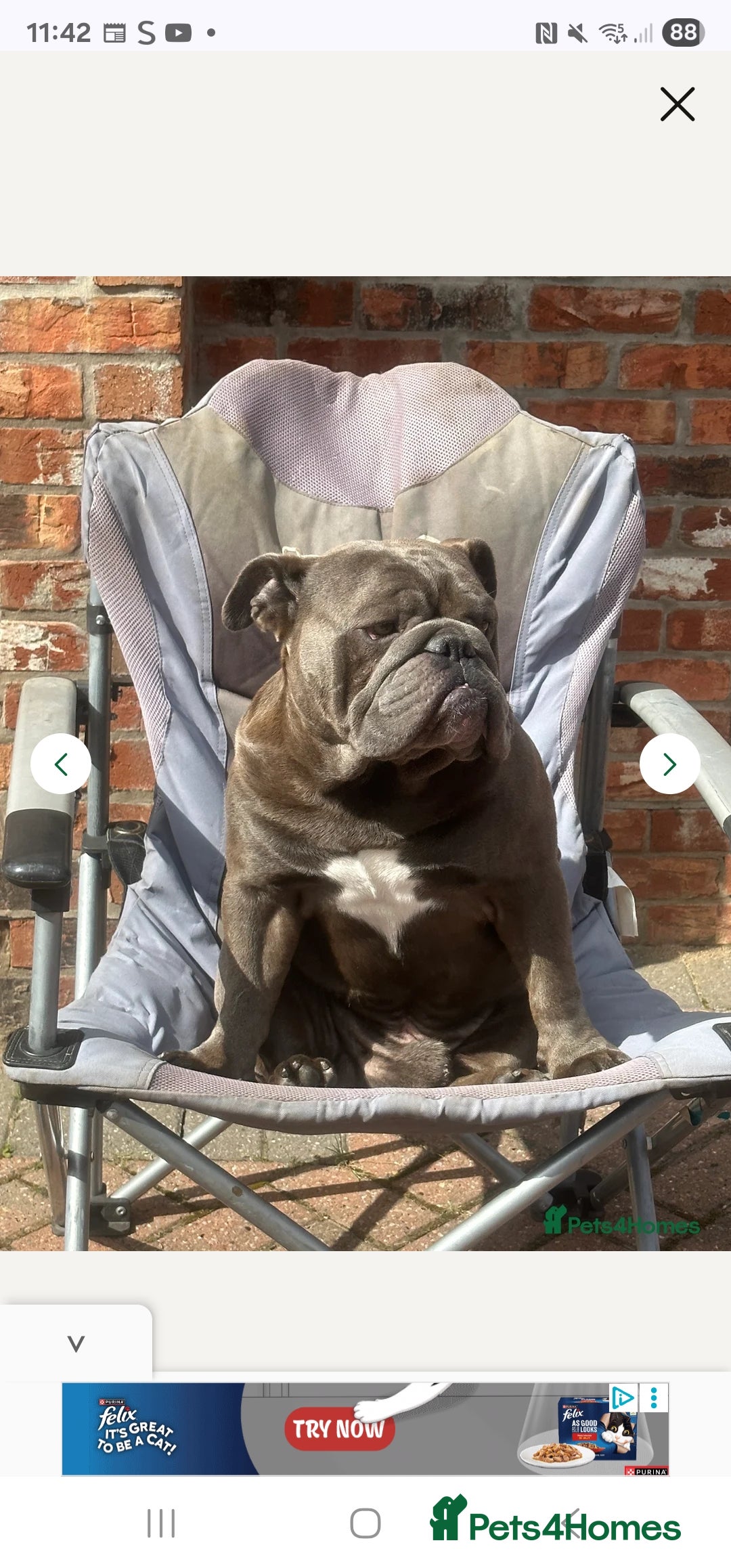 English Bulldog dogs for sale: KC Reg English Bulldogs Champion Bloodlines  - Image 10