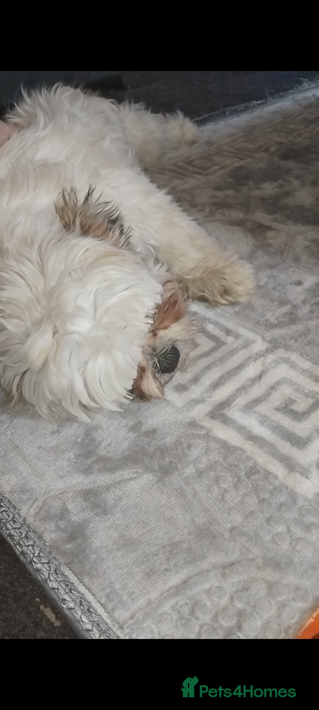Shih Tzu dogs for sale: Girl white shihtzu  - Image 1