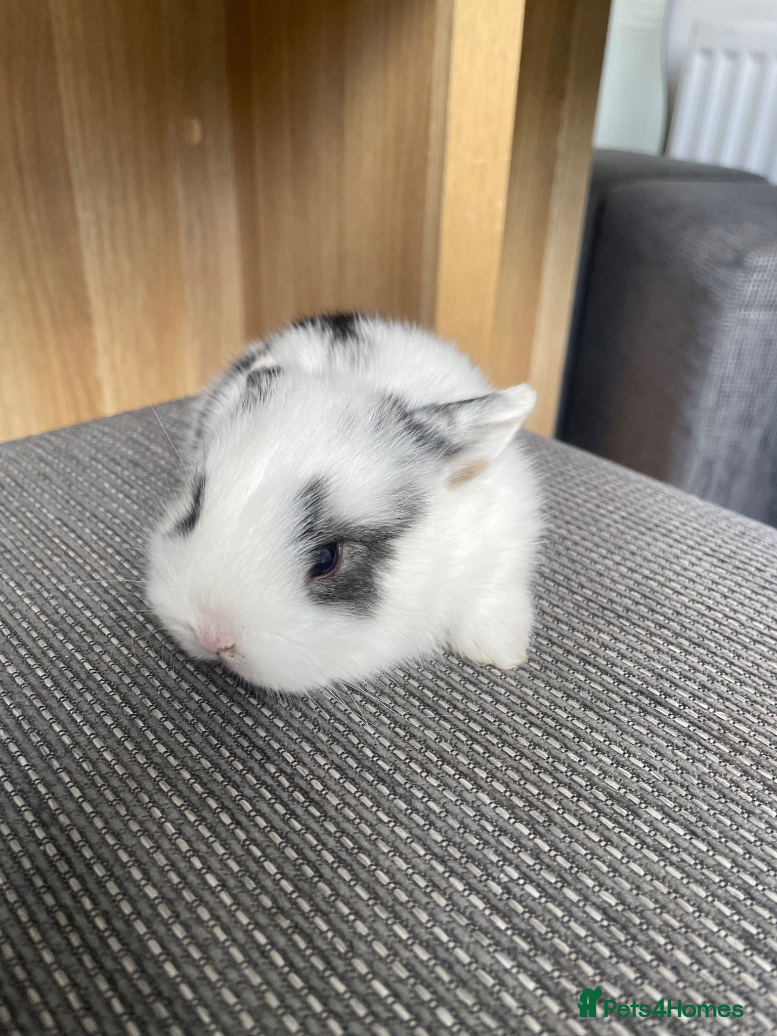 Mini Lop rabbits Mini lop bunnies ready by 15/9/26 - Advert 5